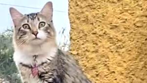 Relacionada whatsapp-image-2025-12-12-at-111545-am-2.jpg