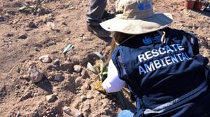 Relacionada reforestacion.jpg