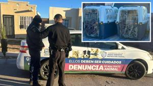 Relacionada perros1.jpg