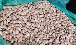 Relacionada img-20251213-wa0164.jpg