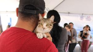 Relacionada gato.jpg