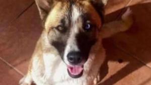 Relacionada principal_perrita-desaparecida.jpg