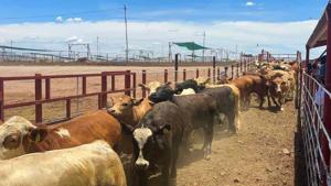 Relacionada 7cfnpamkvvdsrgvhuxppkeugr4.jpg