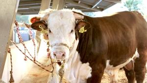 Relacionada ganadochihuahua8dic.jpg