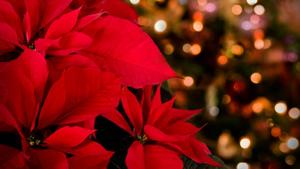 Relacionada nochebuenas.jpg