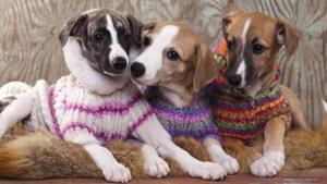 Relacionada wqxsb.jpg