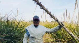 Relacionada semillas-de-sotol3.jpg