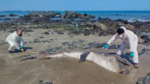 Relacionada 600995741_1188750843395685_8040911993940027146_n.jpg