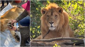 Relacionada leon-nayarit.jpg