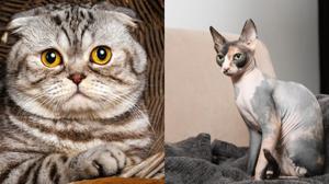 Relacionada gatos.jpg