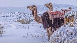 Relacionada g8obe1ewaaaojsy.jpg