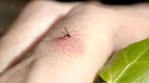 Relacionada a593c06b-098b-467d-8cfa-f4ff0e41c660_16-9-discover-aspect-ratio_default_0.jpg