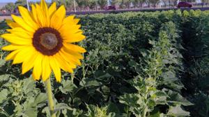 Relacionada 794dbfea-6ae6-4277-a0e5-d86627661eb5.jpg