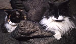 Relacionada 694eef5311025__694eef5311026.jpg