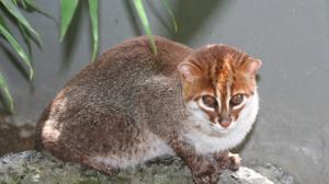 Relacionada gato.jpg