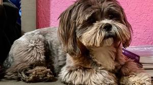 Relacionada perrito.jpg