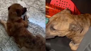 Relacionada perrito-miniso.jpg