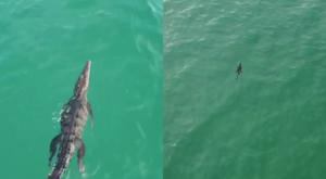 Relacionada cocodrilo-playa-jalisco.jpg