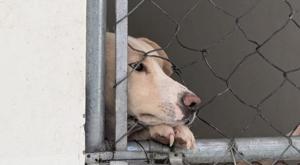 Relacionada ilustrativadaba.jpg