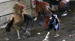 Relacionada principal_ead8a38b-8a3c-4b72-bef3-d2e4406d7a76.jpg