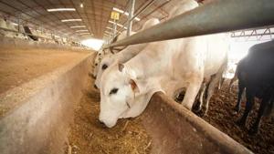 Relacionada principal_ganado.jpg