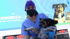 Relacionada esterilizaciones.jpg