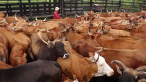 Relacionada galeria_field_galeria_descorne7_0.jpg