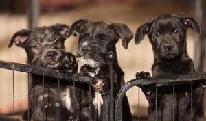 Relacionada 69556225b59c1__69556225b59c2.jpg