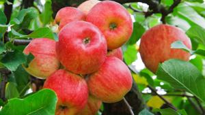 Relacionada manzanas-2.jpg