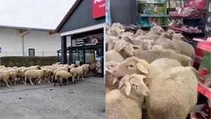 Relacionada fotojet-8.jpg