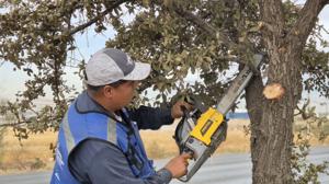 Relacionada poda-arboles.jpg