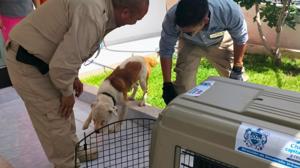 Relacionada perros.jpg