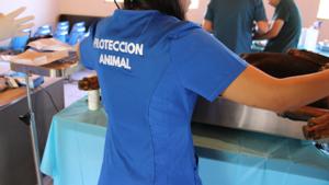 Relacionada coordinacion-medio-ambiente-proteccion-animal-importancia-esterilizacion-perros-gatos.jpg