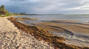 Relacionada sargazo.jpg