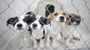 Relacionada 6966866e58a30__6966866e58a31.jpg