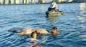 Relacionada manati.jpg