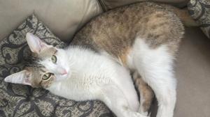 Relacionada milo.jpg