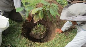 Relacionada trasplantar-un-arbol.jpg