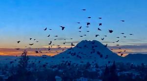 Relacionada img_1475.jpg