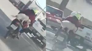 Relacionada perro.jpg