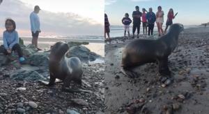 Relacionada lobo-marino.jpg