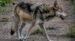 Relacionada lobo-gris-mexicano.jpg