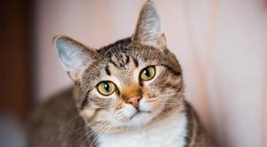 Relacionada principal_gatocomuneuropeo-97.jpg