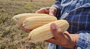 Relacionada maiz.jpg