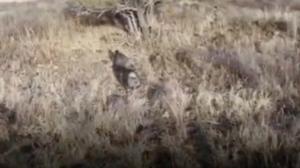 Relacionada pecaries.jpg