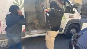 Relacionada 69713166f41c8__69713166f41c9.jpg