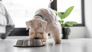 Relacionada perro.jpg