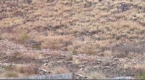 Relacionada venados.jpg