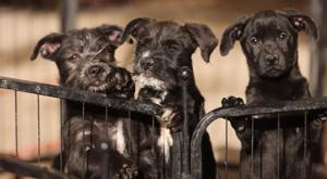 Relacionada descarga-43.jpg