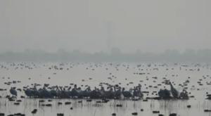 Relacionada pelicanos.jpg